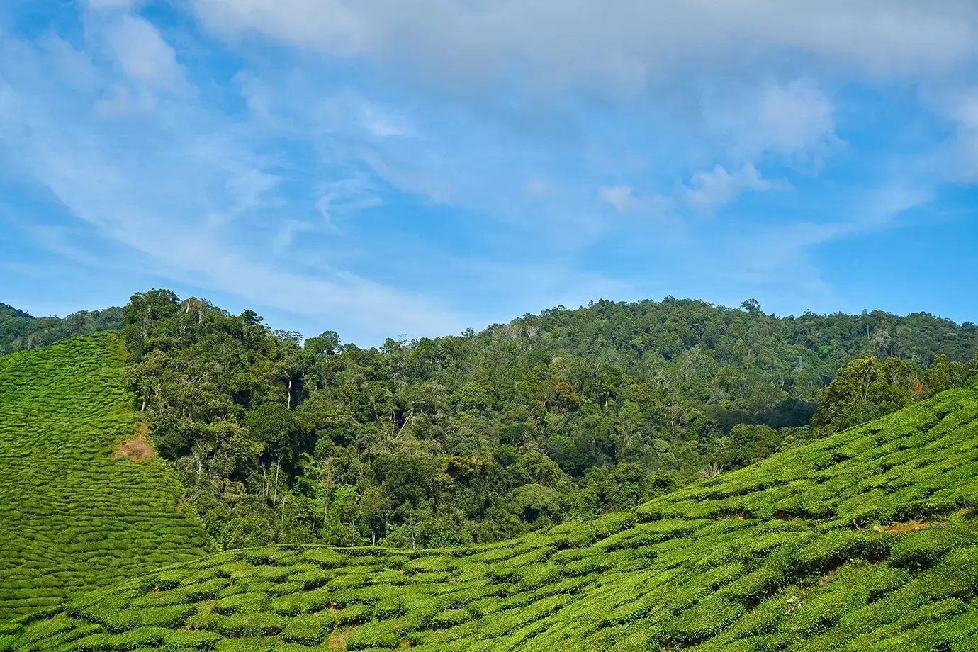 Munnar Tour Package